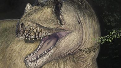 اكتشاف نوع جديد من الديناصورات العملاقة في مصر