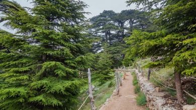 محمية أرز الشوف الطبيعية